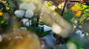 Σε σταθερό έδαφος παραμένει η παγκόσμια αγορά βαμβακιού