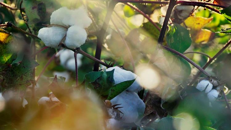 Σε σταθερό έδαφος παραμένει η παγκόσμια αγορά βαμβακιού