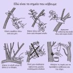 Κλάδεμα καρποφορίας ελιάς: Συμβουλές για υγιή δέντρα και αυξημένη παραγωγή