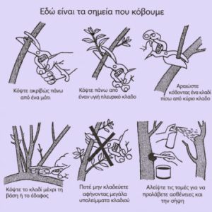 Κλάδεμα καρποφορίας ελιάς: Συμβουλές για υγιή δέντρα και αυξημένη παραγωγή