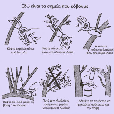 Κλάδεμα καρποφορίας ελιάς: Συμβουλές για υγιή δέντρα και αυξημένη παραγωγή