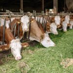 Κέλλας και Αθανασίου πάνε Λέσβο για τον αφθώδη πυρετό - Συσκέψεις από 18/3 για εφαρμογή μέτρων • Έλληνας Αγρότης