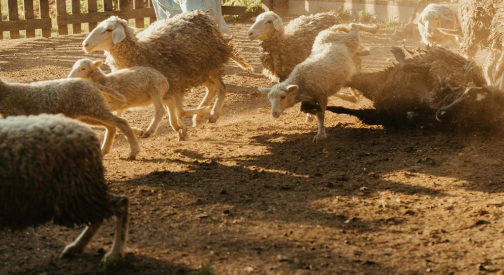 Το ΚΚΕ ζητά απαντήσεις από την Κομισιόν για τον αφθώδη πυρετό • Έλληνας Αγρότης