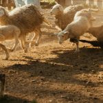 Το ΚΚΕ ζητά απαντήσεις από την Κομισιόν για τον αφθώδη πυρετό • Έλληνας Αγρότης