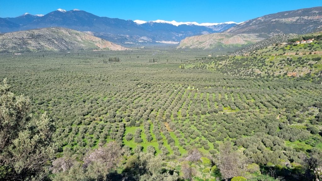 ΑΤΑΚ και δηλώσεις ΟΣΔΕ: Πού υπάρχουν προβλήματα με τους ελαιώνες
