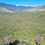 ΑΤΑΚ και δηλώσεις ΟΣΔΕ: Πού υπάρχουν προβλήματα με τους ελαιώνες