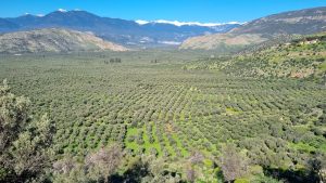 ΑΤΑΚ και δηλώσεις ΟΣΔΕ: Πού υπάρχουν προβλήματα με τους ελαιώνες