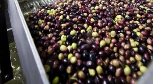 Ιδρύεται ευρωπαϊκή Ομοσπονδία για την επιτραπέζια ελιά με ελληνική, ισπανική και ιταλική συμμετοχή • Έλληνας Αγρότης