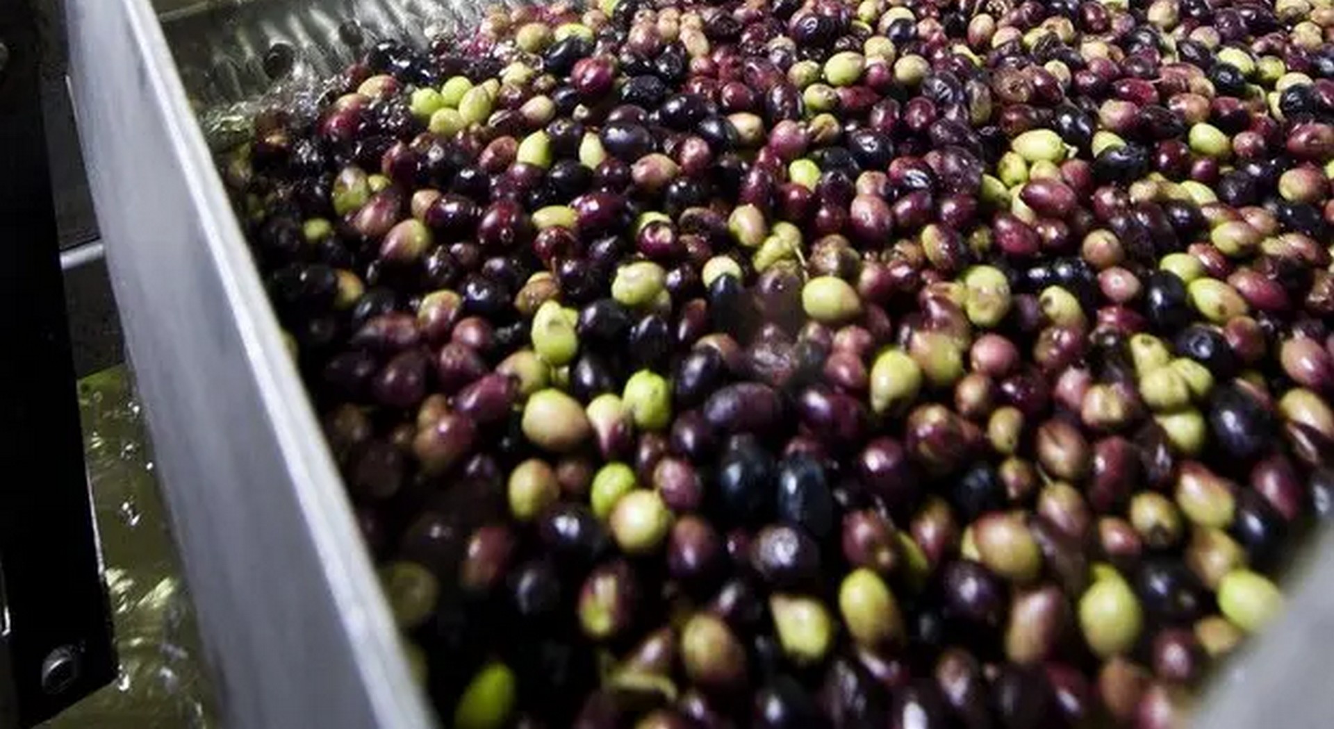 Ιδρύεται ευρωπαϊκή Ομοσπονδία για την επιτραπέζια ελιά με ελληνική, ισπανική και ιταλική συμμετοχή • Έλληνας Αγρότης