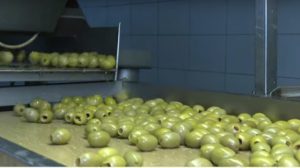 katargisi-dasmon-stis-epitrapezies-elies-apo-tin-india-281802