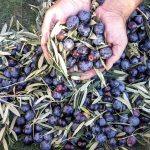 Κομισιόν σε Γ. Μανιάτη: «Καταργούνται οι δασμοί στις ελληνικές εξαγωγές επιτραπέζιας ελιάς στη συμφωνία ΕΕ-Ινδίας»