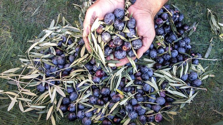 Κομισιόν σε Γ. Μανιάτη: «Καταργούνται οι δασμοί στις ελληνικές εξαγωγές επιτραπέζιας ελιάς στη συμφωνία ΕΕ-Ινδίας»