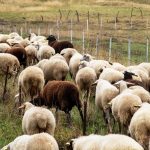 Παράταση ως 3 Απριλίου για προληπτικά μέτρα ευλογιάς στην Κρήτη