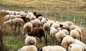 Παράταση ως 3 Απριλίου για προληπτικά μέτρα ευλογιάς στην Κρήτη