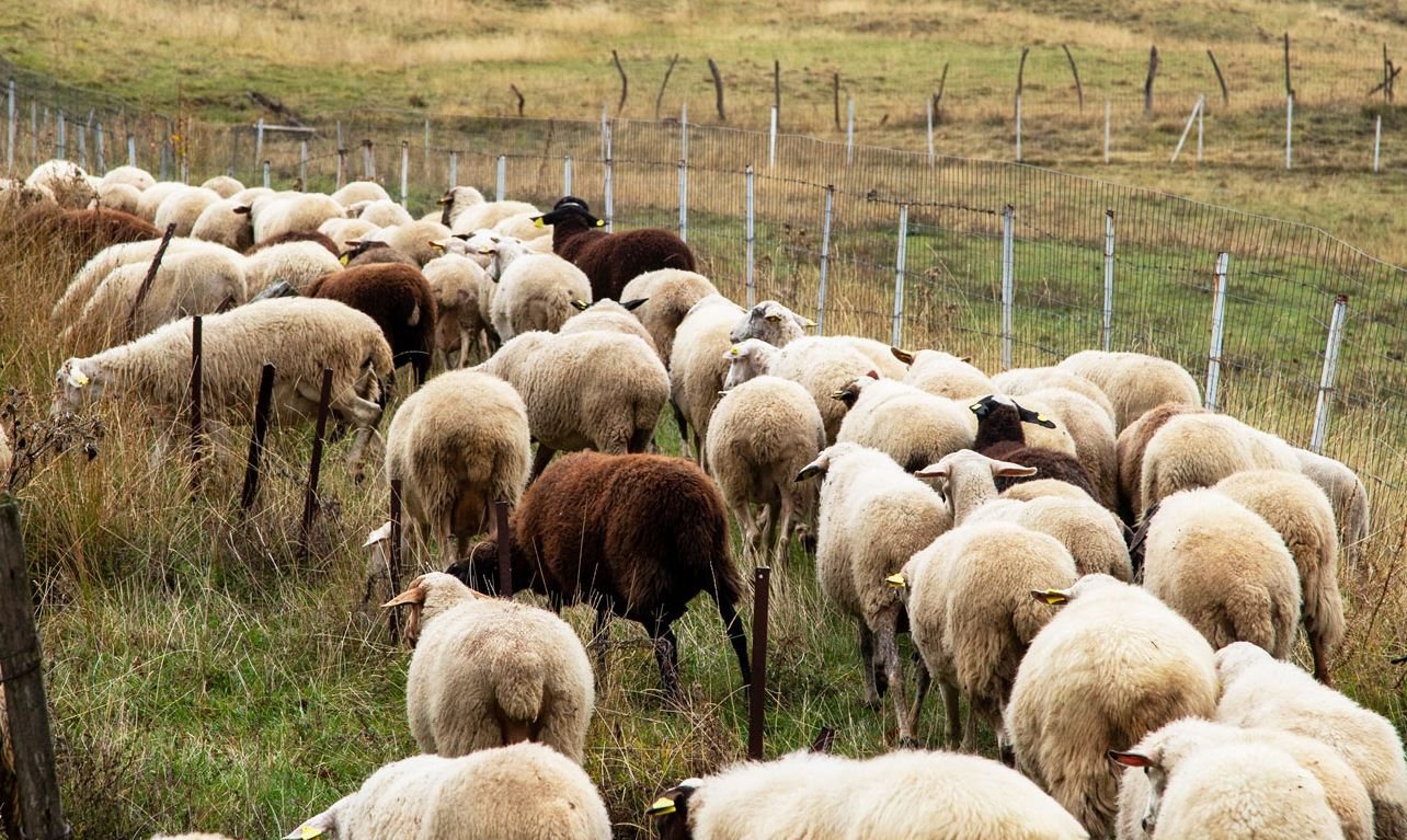 Παράταση ως 3 Απριλίου για προληπτικά μέτρα ευλογιάς στην Κρήτη