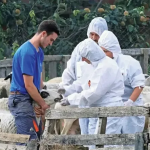 Πρώτο κρούσμα ευλογιάς αιγοπροβάτων στην Ήπειρο σε στάβλο με 40 πρόβατα