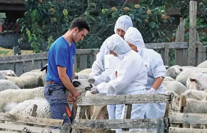 Πρώτο κρούσμα ευλογιάς αιγοπροβάτων στην Ήπειρο σε στάβλο με 40 πρόβατα