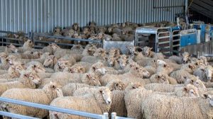 Αιτήματα για νέα έκτακτη χρηματοδότηση ζωοτροφών λόγω περιορισμών ευλογιάς