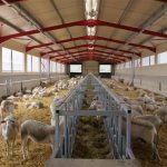 ΔΥΠΑ: Ξεκίνησαν οι αιτήσεις για το πρόγραμμα εργασιακής εμπειρίας σε κτηνοτροφικές επιχειρήσεις της Θεσσαλίας