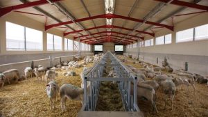 ΔΥΠΑ: Ξεκίνησαν οι αιτήσεις για το πρόγραμμα εργασιακής εμπειρίας σε κτηνοτροφικές επιχειρήσεις της Θεσσαλίας