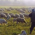 Υποχρεωτική η κατάρτιση κτηνοτρόφων ως 30 Απριλίου για λήψη συνδεδεμένης