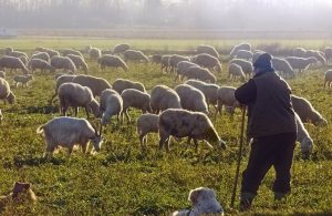 Υποχρεωτική η κατάρτιση κτηνοτρόφων ως 30 Απριλίου για λήψη συνδεδεμένης
