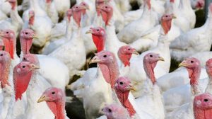 Ηνωμένο Βασίλειο: Δοκιμές νέου εμβολίου για τη γρίπη των πτηνών σε γαλοπούλες