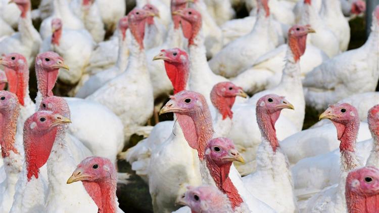 Ηνωμένο Βασίλειο: Δοκιμές νέου εμβολίου για τη γρίπη των πτηνών σε γαλοπούλες