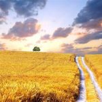 Τον κίνδυνο καθυστερήσεων στις αγροτικές ενισχύσεις λόγω ΑΤΑΚ και ΚΑΕΚ επισημαίνει με ερώτηση ο Β. Κόκκαλης