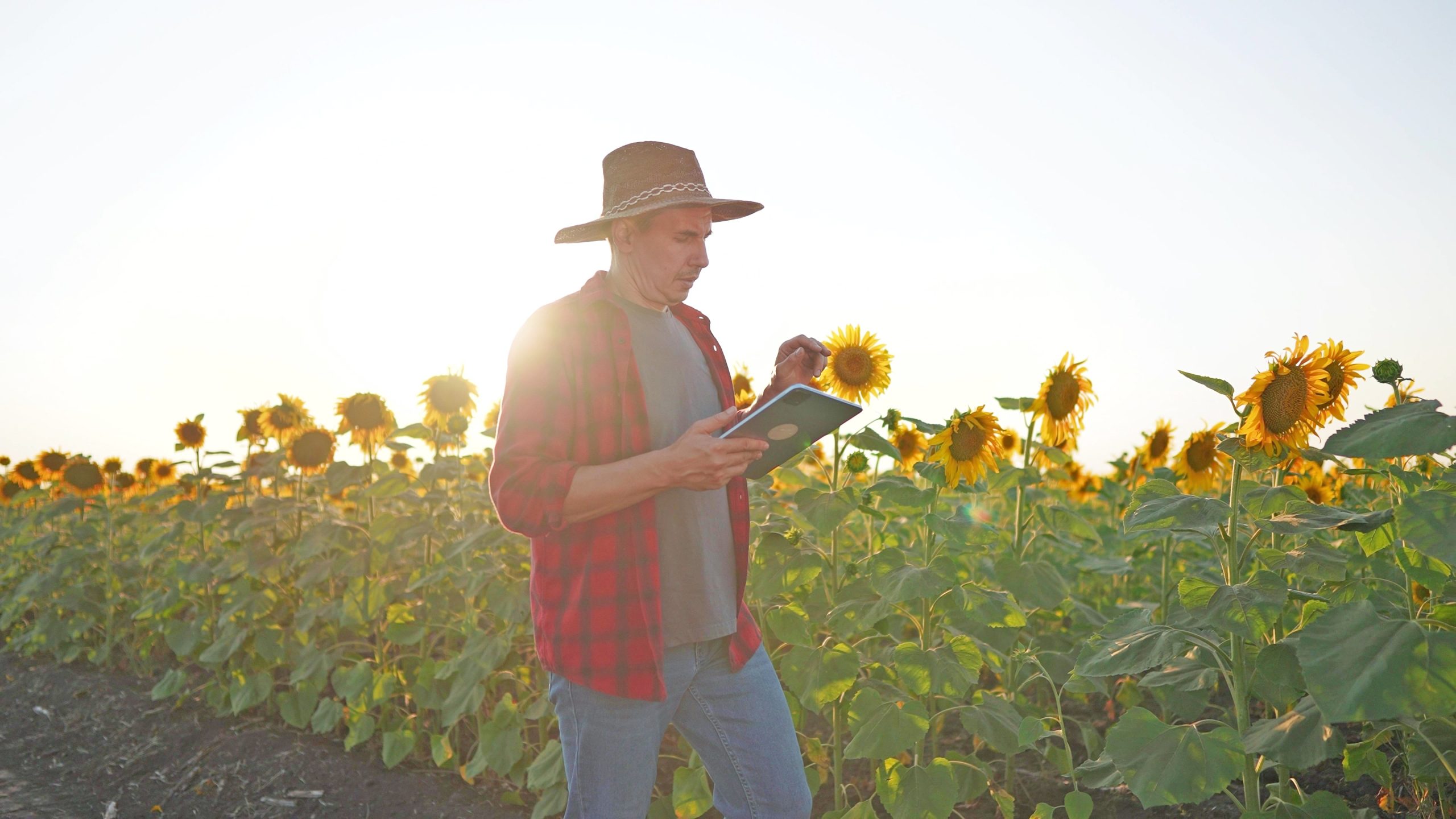Η συµβολαιακή γεωργία και το χαµηλό κόστος ενισχύουν την επιλογή των παραγωγών