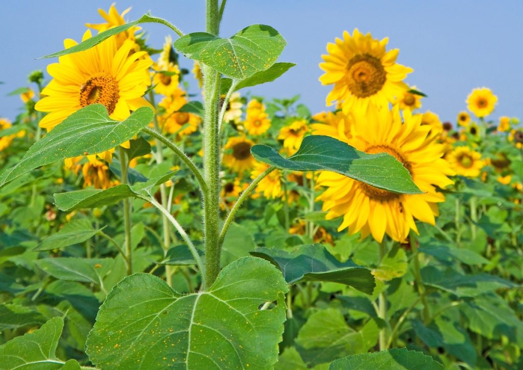 Ηλίανθος: Συγκαταλέγεται στις σημαντικότερες ανοιξιάτικες αροτραίες καλλιέργειες