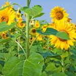 Ηλίανθος: Συγκαταλέγεται στις σημαντικότερες ανοιξιάτικες αροτραίες καλλιέργειες