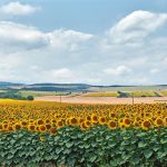 Χρηστικές πληροφορίες για την καλλιέργεια του ηλίανθου