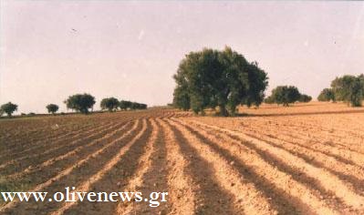 Αυξημένες οι τυνησιακές εξαγωγές φέτος κατά 55,7 % με πτώση τιμών 3,2%