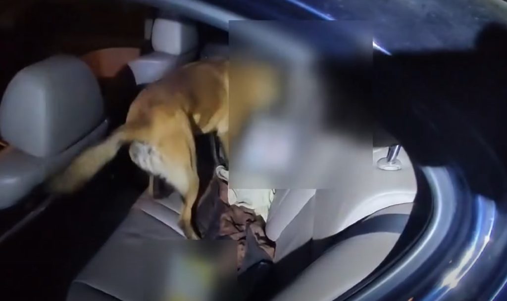 Κιλκίς: Η Iris «μύρισε» μισό κιλό ηρωίνης – Δύο συλλήψεις