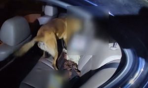 Κιλκίς: Η Iris «μύρισε» μισό κιλό ηρωίνης – Δύο συλλήψεις