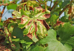 Ίσκα: Τα drones στη μάχη κατά της ασθένειας στους ευρωπαϊκούς αμπελώνες