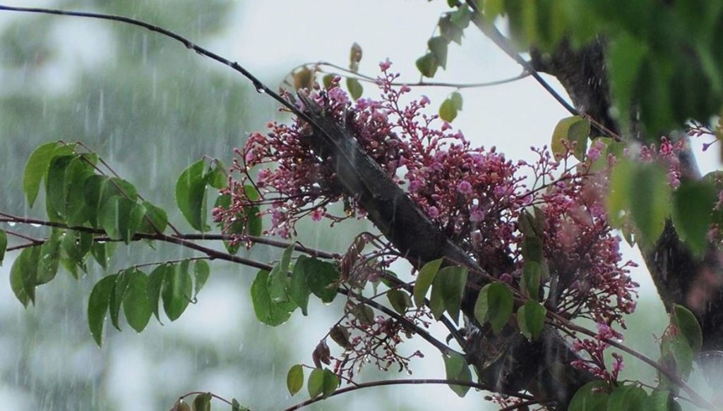 Άστατος ο καιρός Παρασκευή και Σάββατο με βροχές και καταιγίδες – Πού θα χτυπήσει η κακοκαιρία