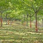 Κάστανο Πάικου: Διεκδικεί πιστοποιήσεις, σήμανση ισχυρισμού υγείας και ορεινή ταυτότητα