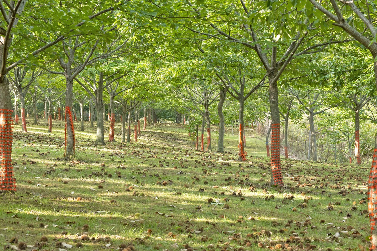 Κάστανο Πάικου: Διεκδικεί πιστοποιήσεις, σήμανση ισχυρισμού υγείας και ορεινή ταυτότητα