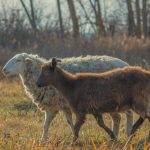 Ευλογιά αιγοπροβάτων: Αρνητικά τα δείγματα στην Πρέβεζα – Παρατείνονται τα μέτρα σε Κρήτη και Λέσβο
