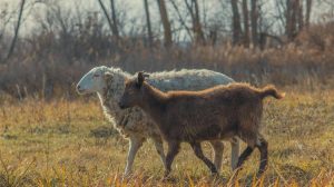 Ευλογιά αιγοπροβάτων: Αρνητικά τα δείγματα στην Πρέβεζα – Παρατείνονται τα μέτρα σε Κρήτη και Λέσβο