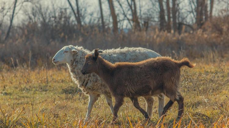 Ευλογιά αιγοπροβάτων: Αρνητικά τα δείγματα στην Πρέβεζα – Παρατείνονται τα μέτρα σε Κρήτη και Λέσβο