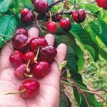 Άμεση αποζημίωση στους κερασοπαραγωγούς της Λάρισας για τον παγετό του 2025, ζητάει από τον Κ. Τσιάρα, ο Δ. Κουρέτας