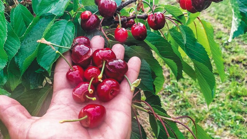 Άμεση αποζημίωση στους κερασοπαραγωγούς της Λάρισας για τον παγετό του 2025, ζητάει από τον Κ. Τσιάρα, ο Δ. Κουρέτας
