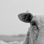 Αγροτικές Ειδήσεις: Αφθώδης πυρετός: Το νησί και τα αόρατα σύνορα του εμπορίου