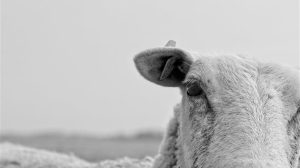 Αγροτικές Ειδήσεις: Αφθώδης πυρετός: Το νησί και τα αόρατα σύνορα του εμπορίου