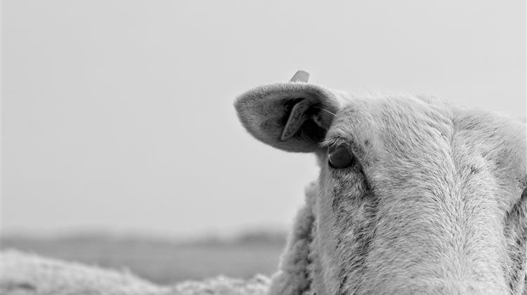Αγροτικές Ειδήσεις: Αφθώδης πυρετός: Το νησί και τα αόρατα σύνορα του εμπορίου