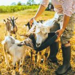 thessalia-xekinoun-oi-aitiseis-gia-to-pilotiko-programma-ergasiakis-ebeirias-ston-ktinotrofiko-klado-311907