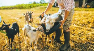 thessalia-xekinoun-oi-aitiseis-gia-to-pilotiko-programma-ergasiakis-ebeirias-ston-ktinotrofiko-klado-311907